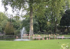 Prachtige flamingo's.