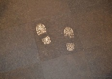 Bij Plant Health Cure staan ze letterlijk en figuurlijk met de voeten in de klei