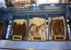 Voor wie zelf asperges wil gaan telen, aspergewortels