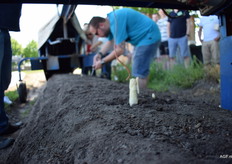 Asperges mogen best tot boven de grond groeien, de topjes blijven wit onder het plastic