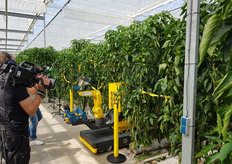 De robot verdwijnt het gewas in.