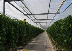 Zou plukken in de toekomst nog wel nodig zijn?