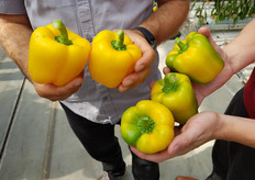 De geoogste paprika's.