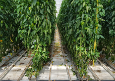 Het toekomstige territorium voor de Sweeper.