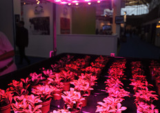 Illumitex latest introduction. More about this on Hortidaily later this week.