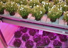 Senmatic toont oa de Led FL100 Grow en de FL100 Sunlight Fixture