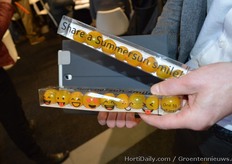 Hazera zet de gele tomaat in de spotlight met een Summersun smile!