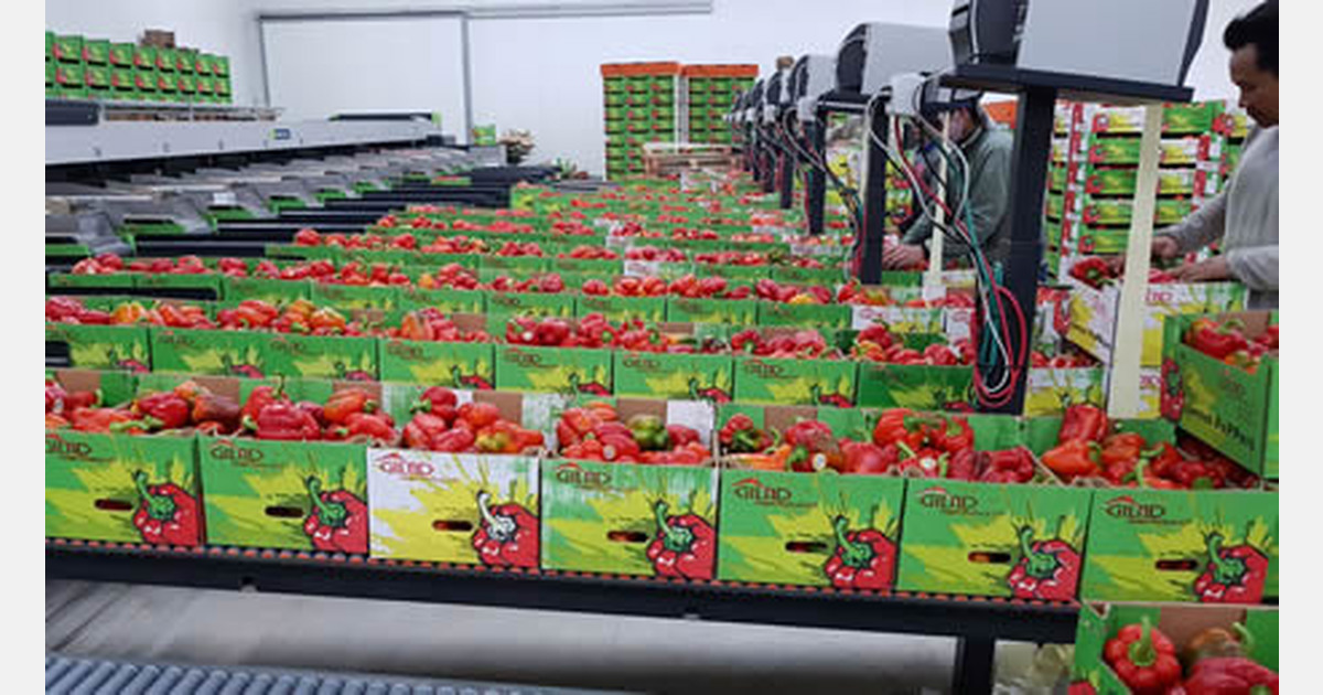 "Israelische paprikaexport steeds meer gericht op Rusland, VS en Canada"