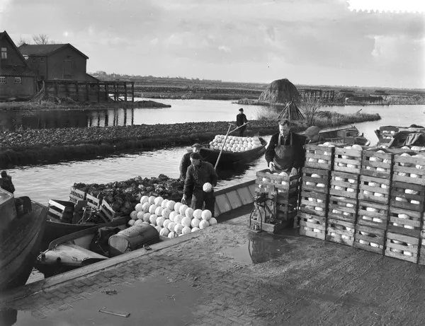 subtiel hoek Ampère Uit de oude doos: Koolaanvoer bij de groenteveiling Broek op Langedijk