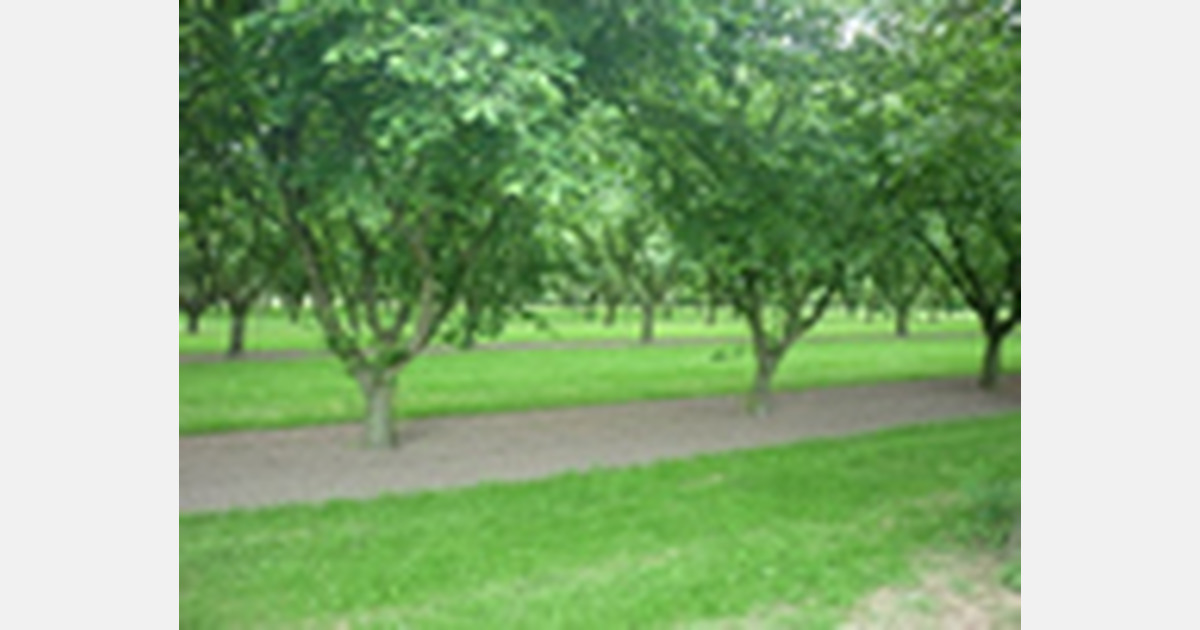 Eerste hazelnotennamiddag in Ulicoten, zaterdag 10 september