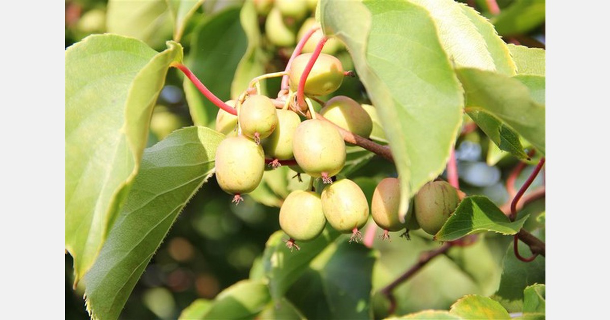 "Hittegolf voor fors lagere volumes van de Belgische kiwibessen"