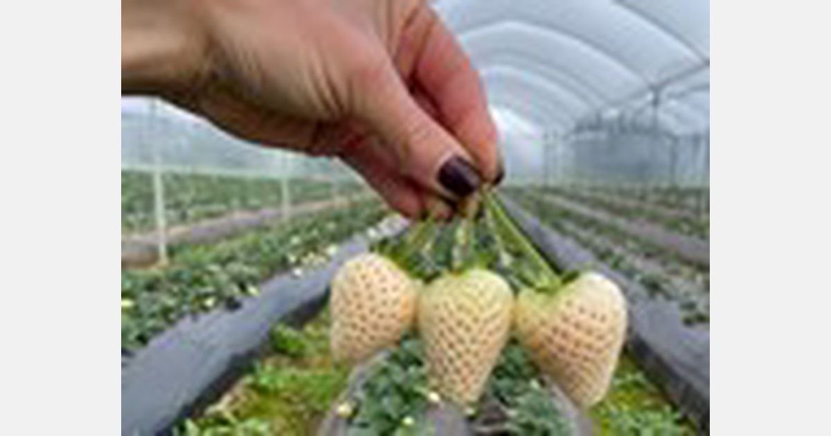 Le prime fragole bianche italiane sul mercato Le prime fragole bianche italiane sul mercato