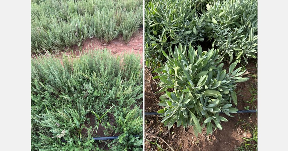 "Met de eerste volwaardige kruidenoogst verwachten we voet aan de grond