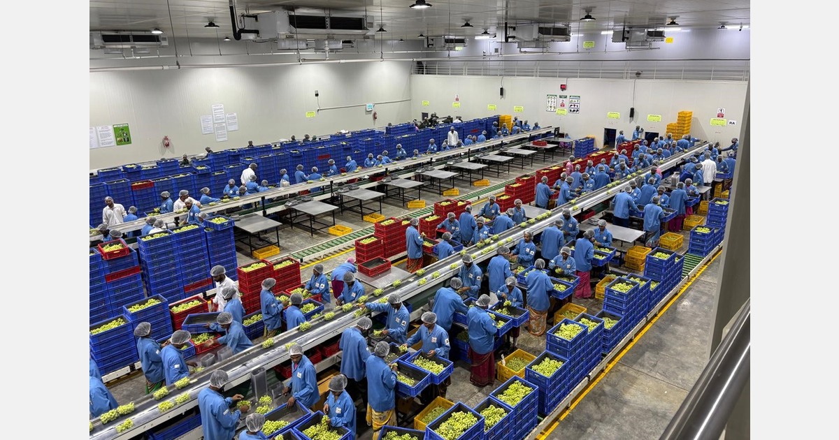 "Steeds meer nieuwe druivenrassen krijgen voet aan de grond in India"