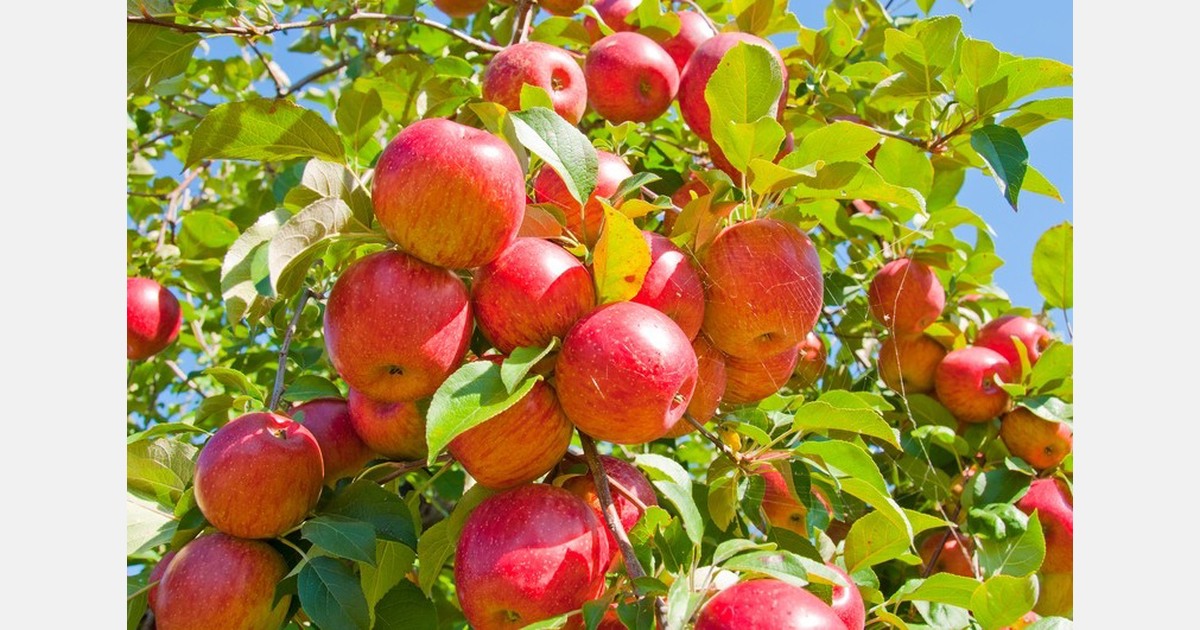 Appeloverschot zorgt voor druk op Nederlandse fruittelers