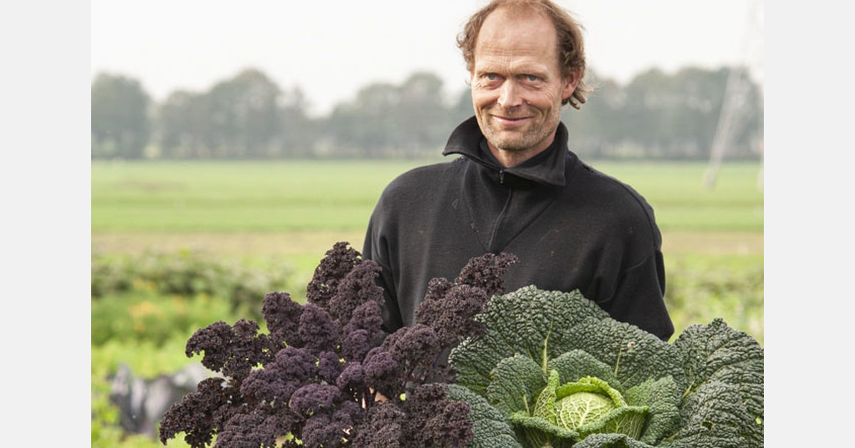 Teelt van lichtwortel vraagt lange adem: “Het is een kwestie van bekendheid opbouwen”