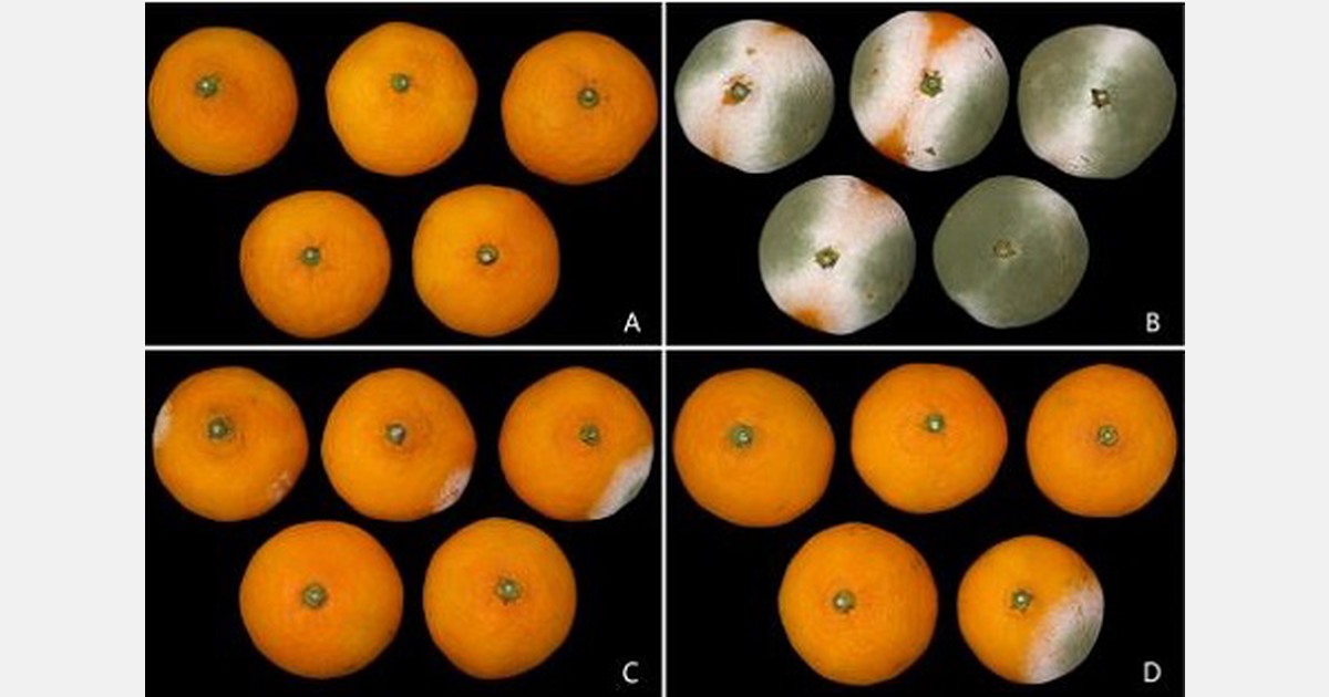 Bacillus sp.w176 effectief tegen schimmel tijdens bewaring citrus