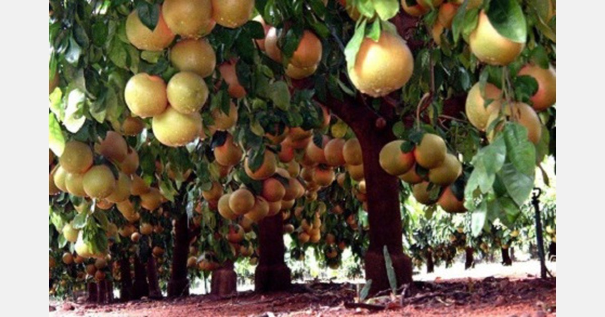 Wisselvallige markt voor ZuidAfrikaans grapefruit