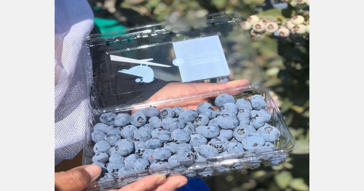 Peru memasuki 12 pasar baru untuk ekspor blueberry