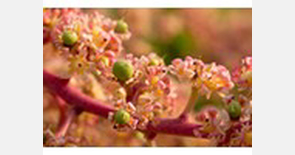 Peperdure Japanse Miyazaki mango in India geteeld