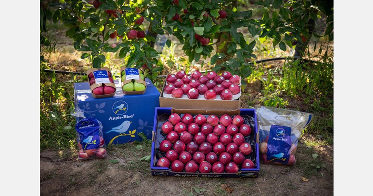 "We gaan de nadruk leggen op peren"
