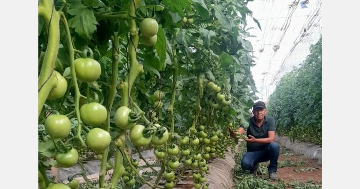 Marokko verwacht medio april weer normale tomatenopbrengst