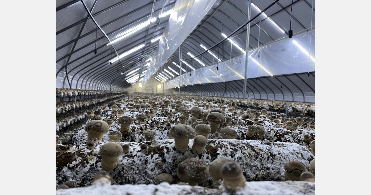 Sterke vraag naar Poolse shiitake