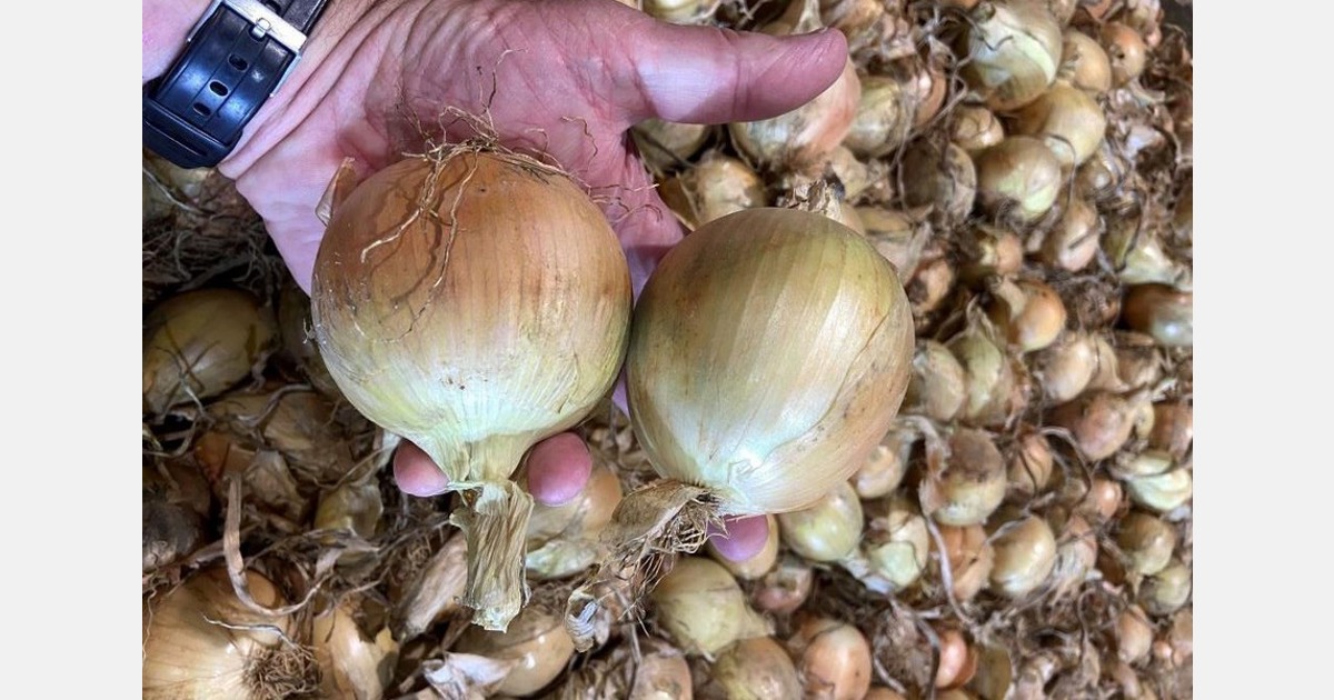 A good start to the onion harvest in New Zealand