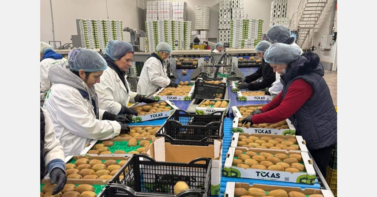 Hoge telersprijzen en strengere afnamevoorwaarden zetten druk op Griekse kiwihandel