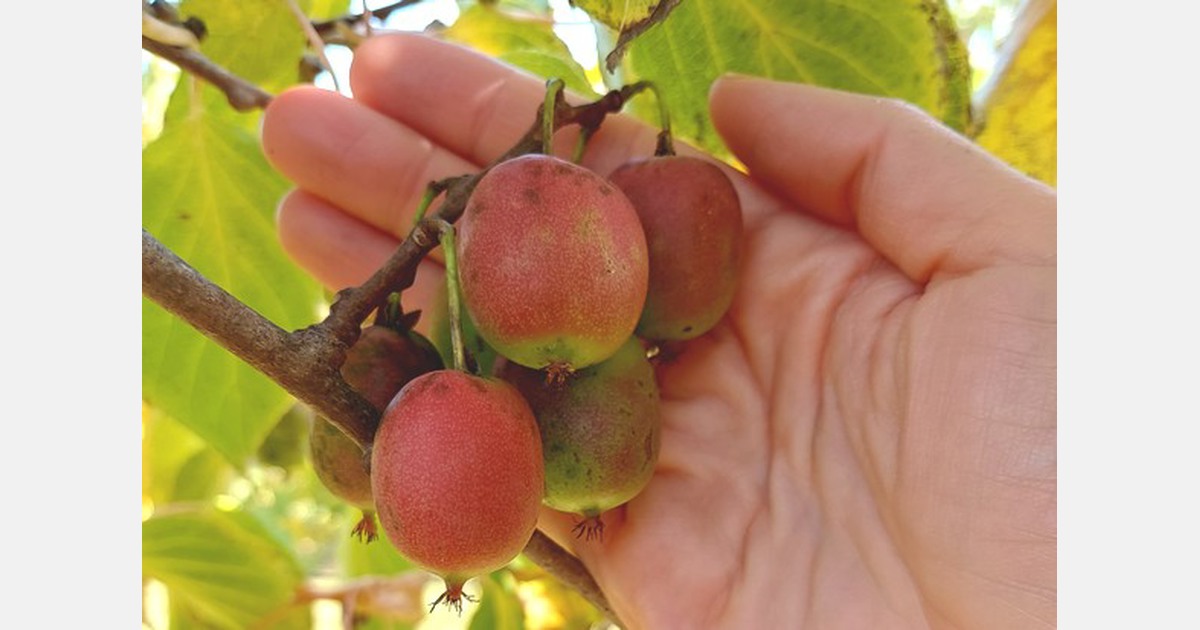 Duitse kiwibessen dit seizoen van goede kwaliteit, uiterlijk niet perfect