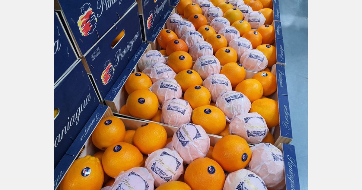 “Gli italiani sono quelli che pagano veramente bene per le clementine spagnole di qualità”