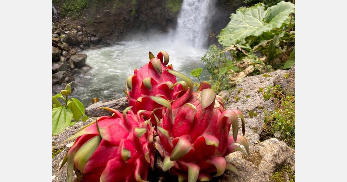 &laquo;Dragefrukt har ennå ikke blitt fordømt på det skandinaviske markedet&raquo;
