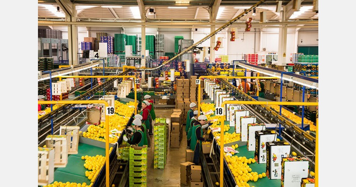 Spaanse citroenen blijven duur door kleine oogst: handel komt nauwelijks op gang