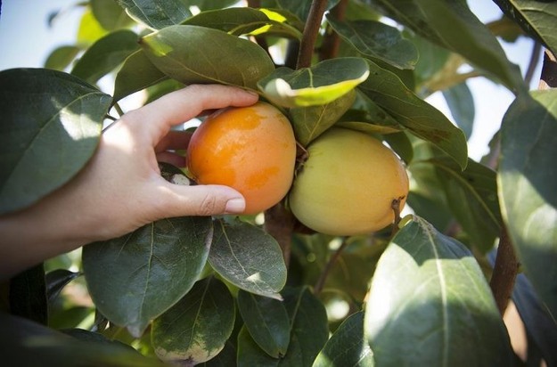 Spanje verwacht een goede oogst van kaki in volume en met al hogere prijzen op het veld