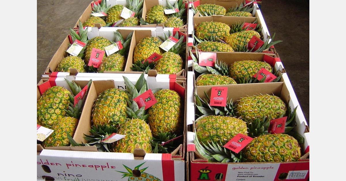 Nederland logistiek knooppunt voor Ecuadoraanse ananas naar EU-markt van 36% aandeel