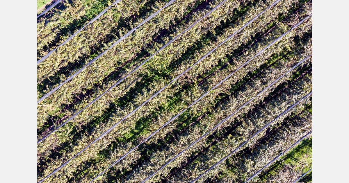 Franse kiwi’s winnen terrein, maar importdruk uit Italië en Nieuw-Zeeland blijft hoog