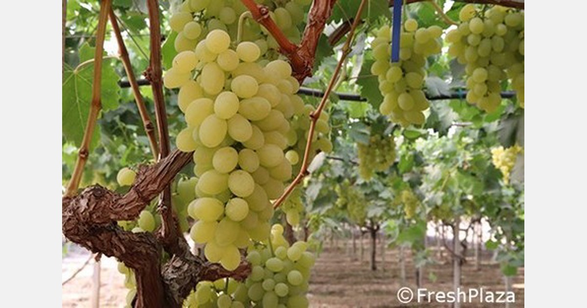 La stagione dell’uva italiana sta andando meglio del previsto