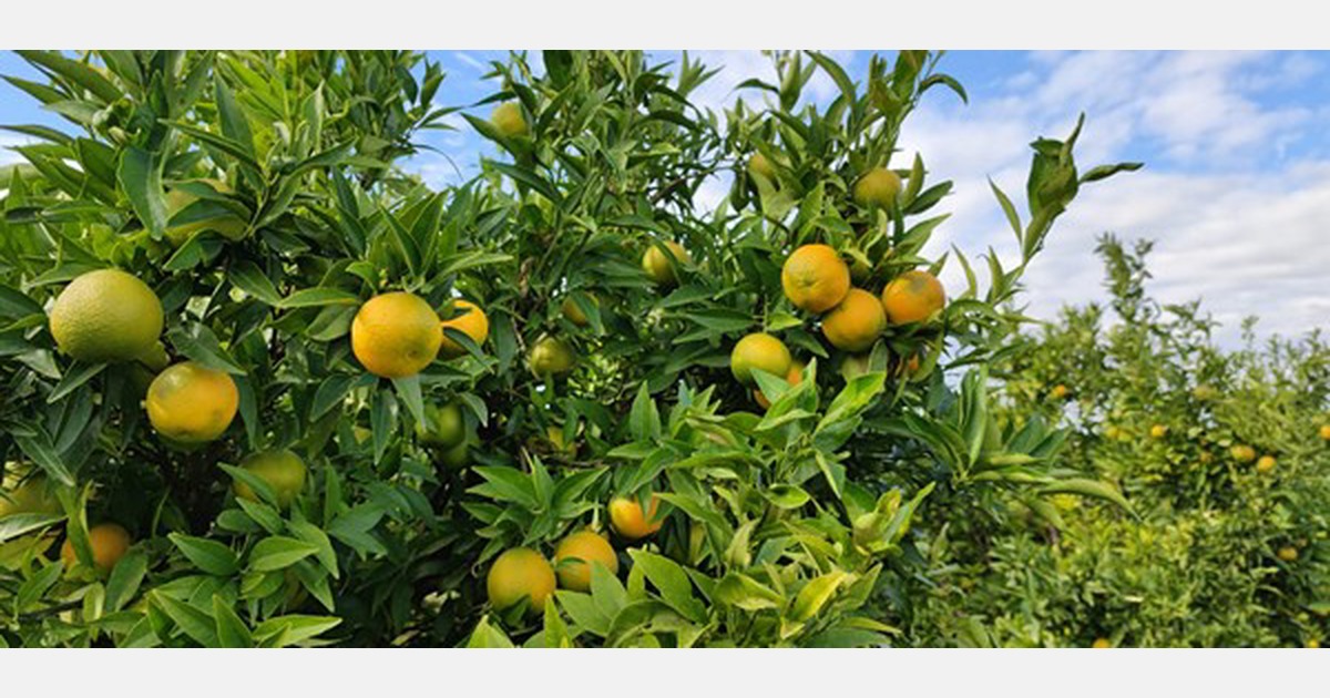 La stagione degli agrumi 21/22 promette raccolti piccoli e prezzi alti La stagione degli agrumi 21/22 promette raccolti piccoli e prezzi alti