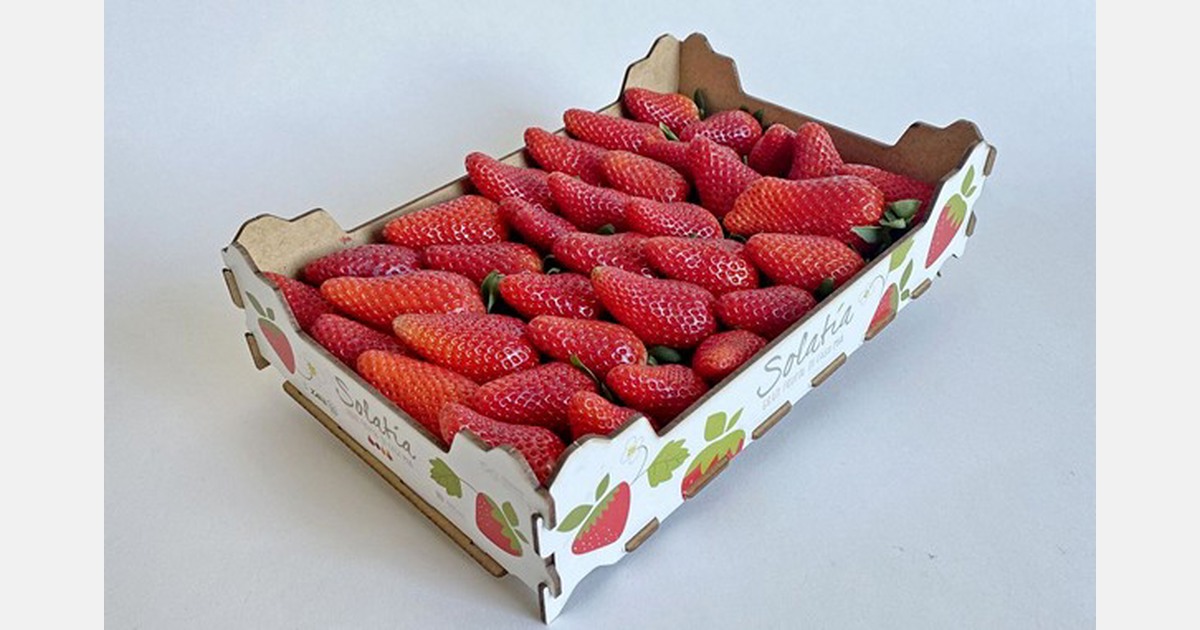 Il confezionamento monostrato da un chilo di fragole è stato un successo in Italia