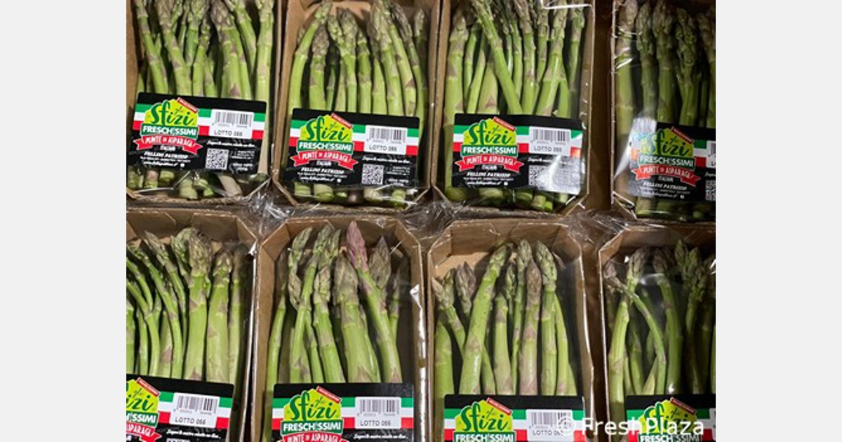 Il freddo ritarda la raccolta degli asparagi in Italia