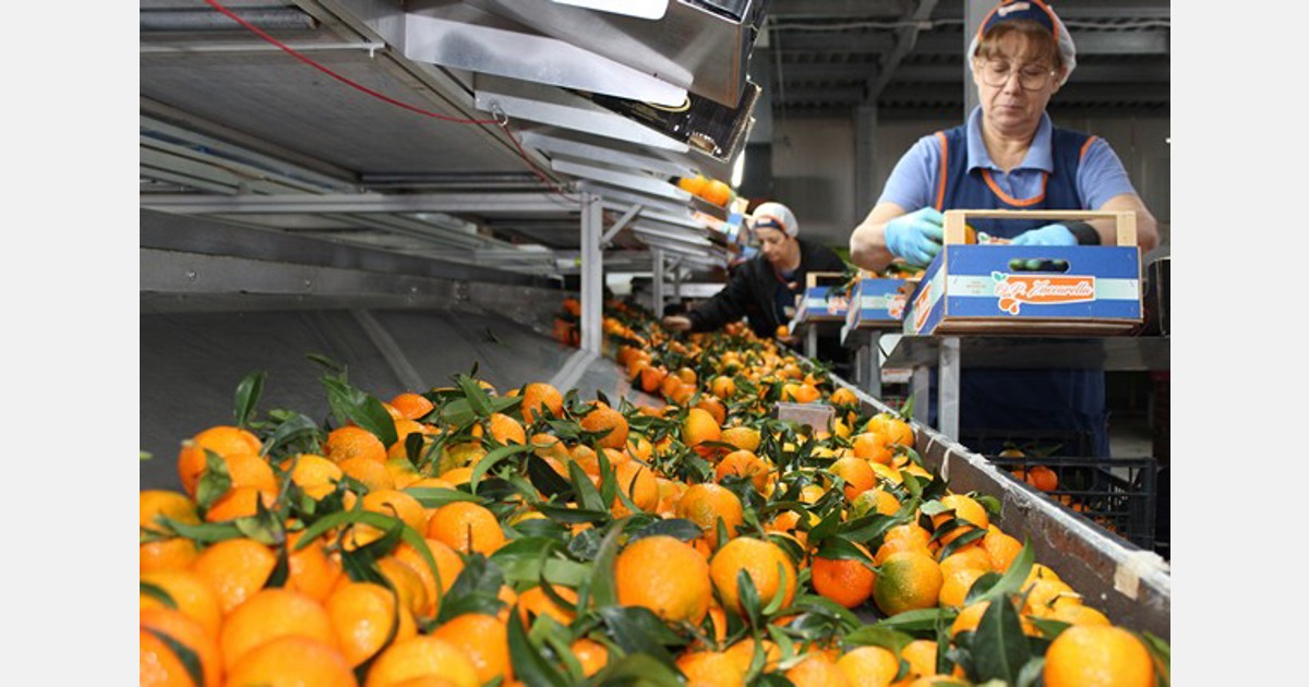 Buona domanda di clementine italiane, margini di guadagno sotto pressione