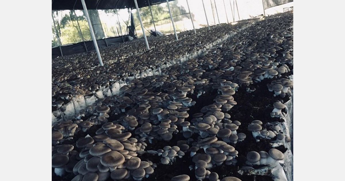 L’inflazione in Italia sta portando sempre più persone a coltivare funghi in casa