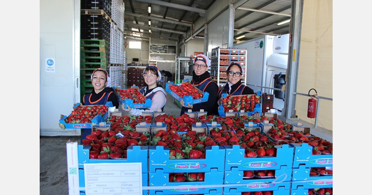 La domanda estera di fragole italiane supera quella interna