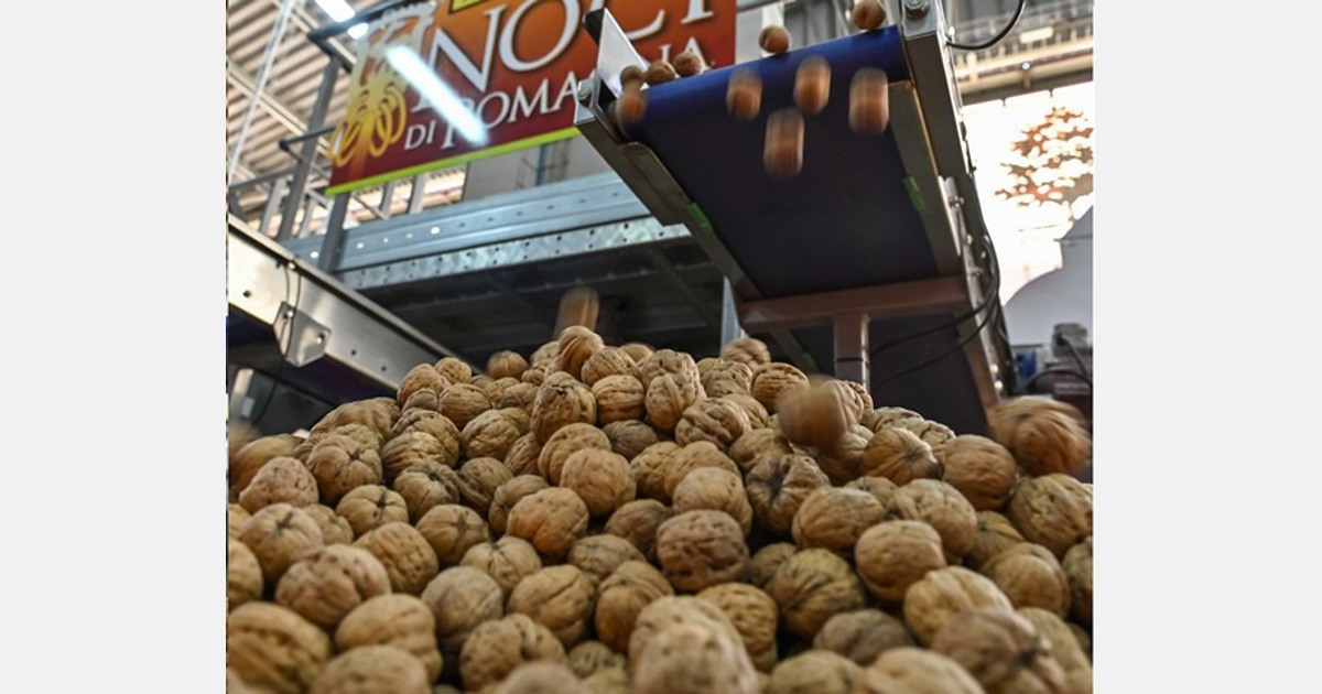 In ripresa le vendite di noci in Italia dopo un 2022 travagliato