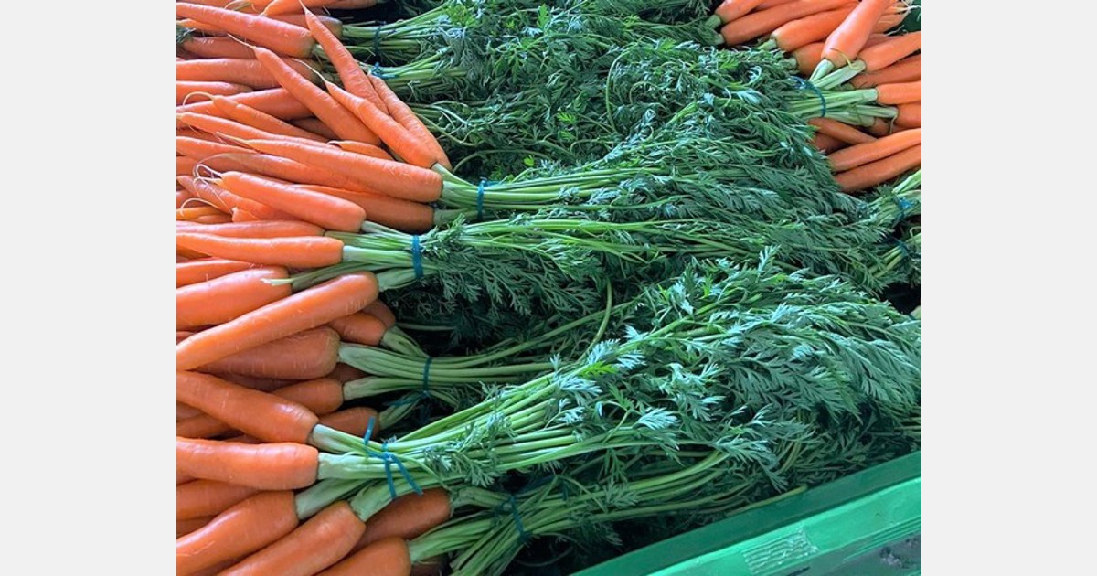 Scarsa offerta di carote in Italia a causa del maltempo