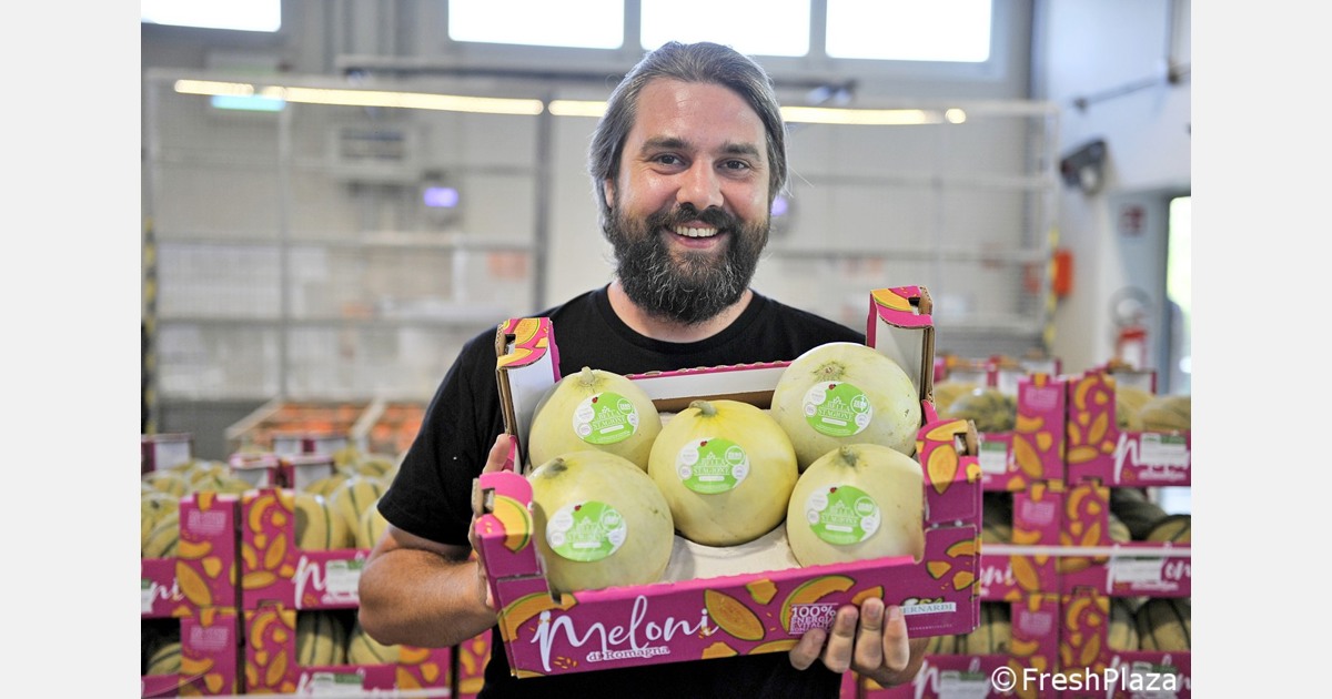 I meloni a residuo zero sono in piena raccolta in Italia