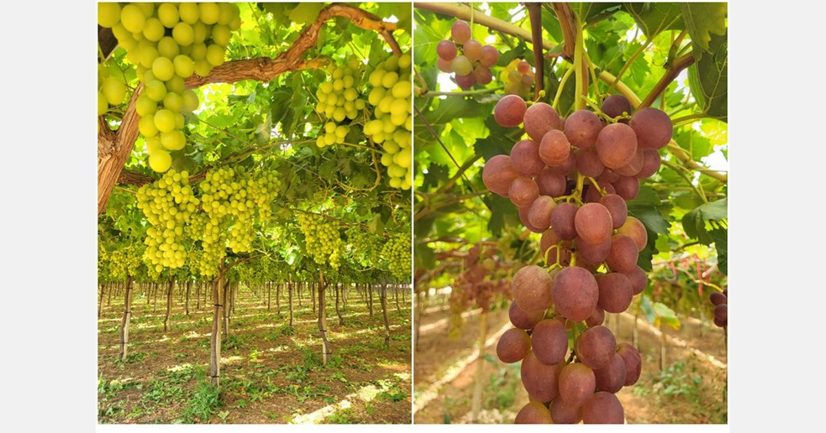 La minore offerta di uva porta a prezzi più alti in Italia