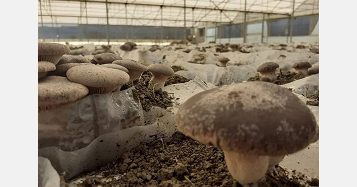 I funghi cardoncello sono molto richiesti in Italia