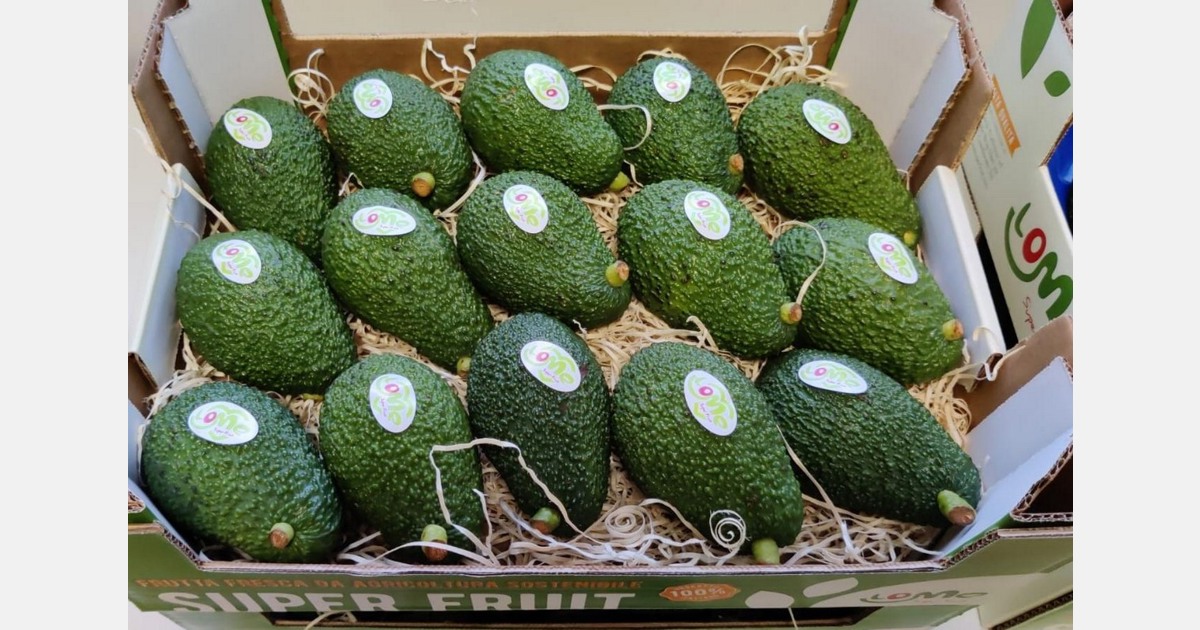 L’Italia è pioniera nella coltivazione dell’avocado