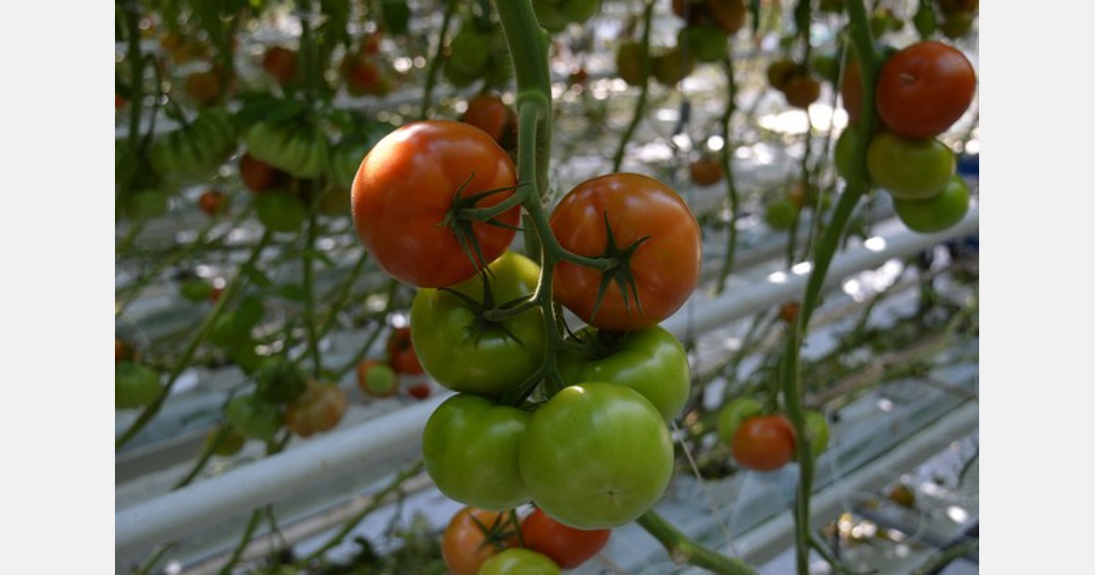 I nuovi record di prezzo sul mercato europeo del pomodoro non dissipano le preoccupazioni